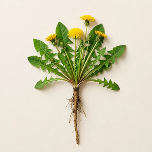 Organic Dandelion Root